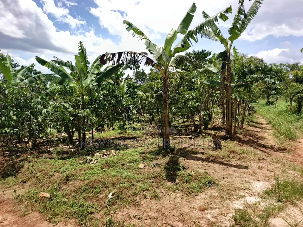 9.5acres Full of Healthy Coffee and Banana Plantation Onsale