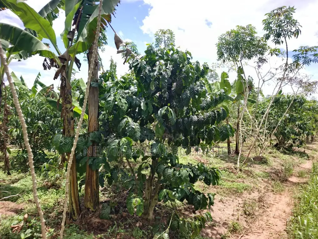 9.5acres Full of Healthy Coffee and Banana Plantation Onsale