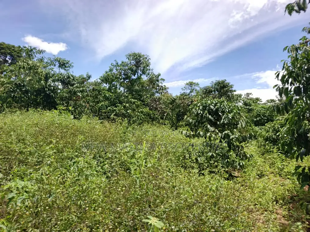 9.5acres Full of Healthy Coffee and Banana Plantation Onsale