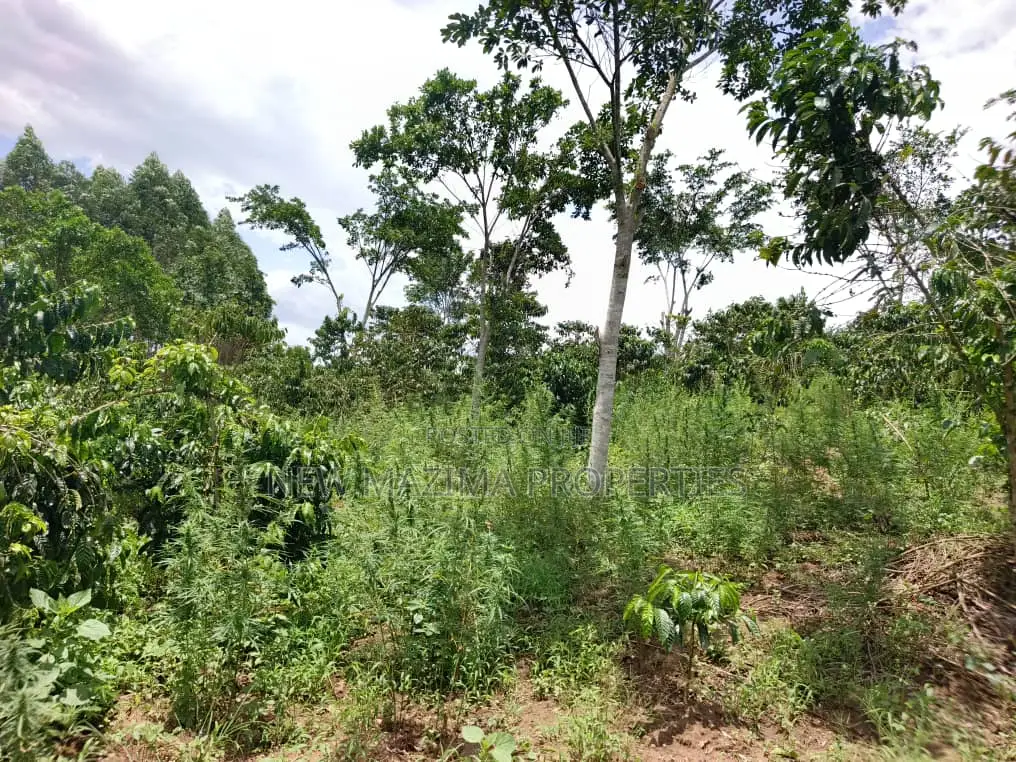 9.5acres Full of Healthy Coffee and Banana Plantation Onsale