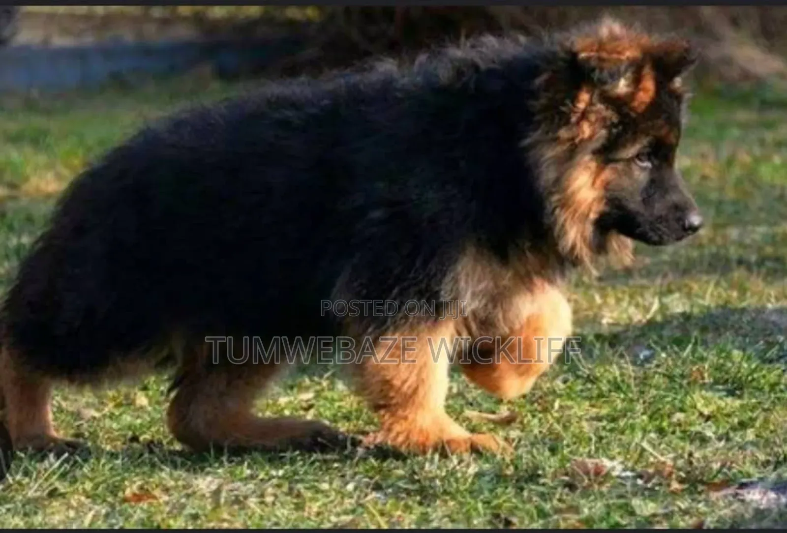 1-3 months Male Purebred German Shepherd