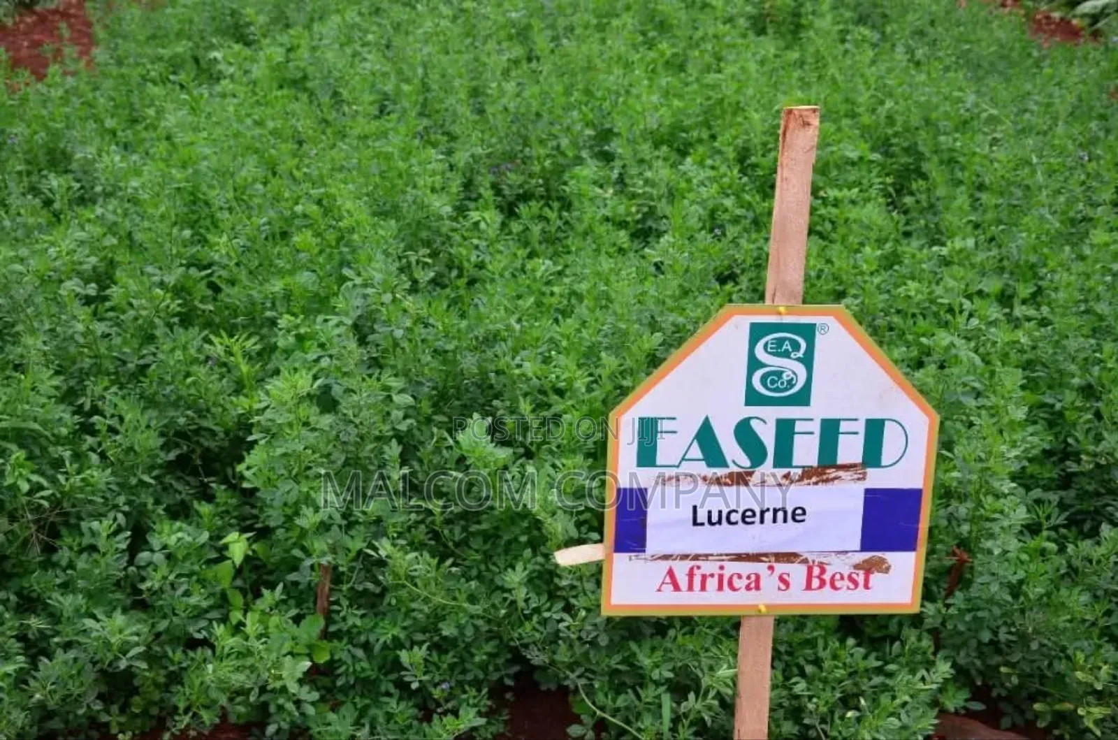 Pasture Seeds Lucerne Alfalfa 1kg