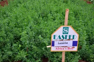 Pasture Seeds Lucerne Alfalfa 1kg
