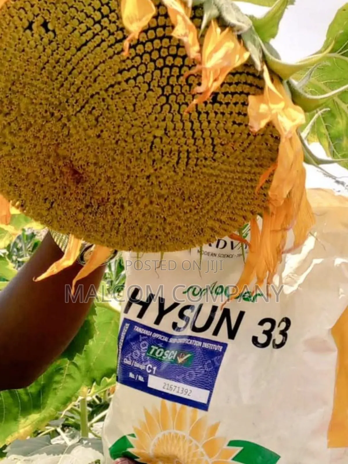 Hysun 33 Sunflower Seeds. 1kg