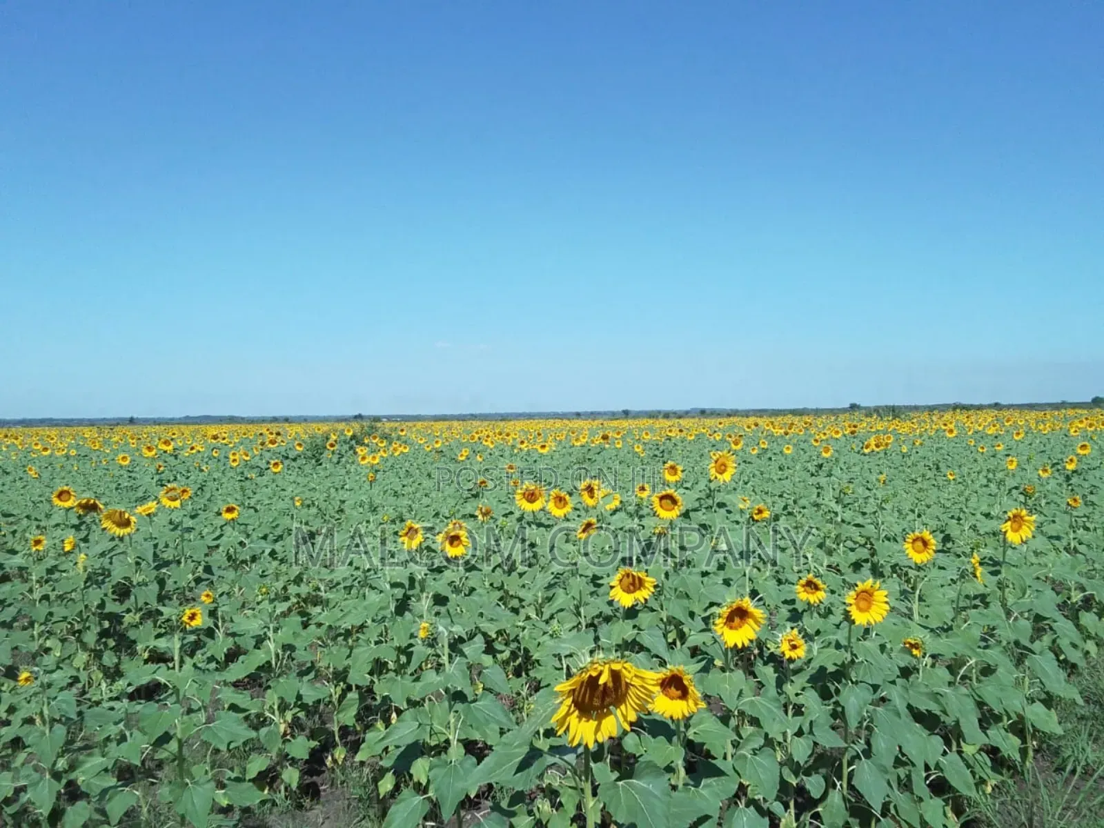 Hysun 33 Sunflower Seeds. 1kg