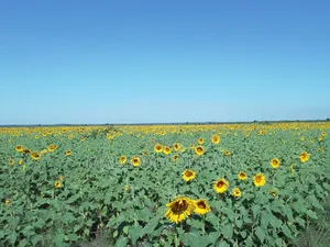 Hysun 33 Sunflower Seeds. 1kg