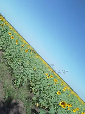 Hysun 33 Sunflower Seeds. 1kg