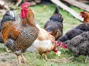 Photo - Local Laying Chicken for Sale at 35,000/=