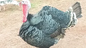 Photo - Laying Turkey at 90,000/=