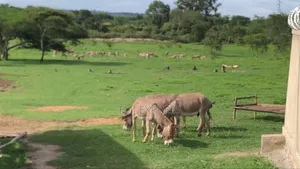 Male and Female Donkeys