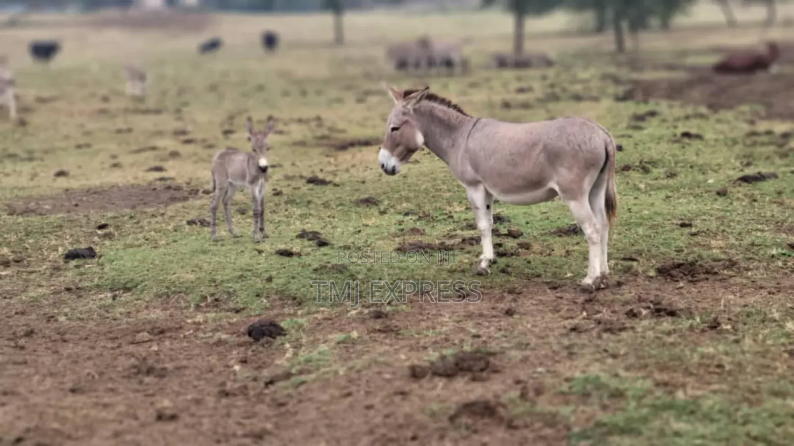 Male and Female Donkeys