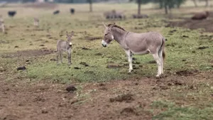 Male and Female Donkeys