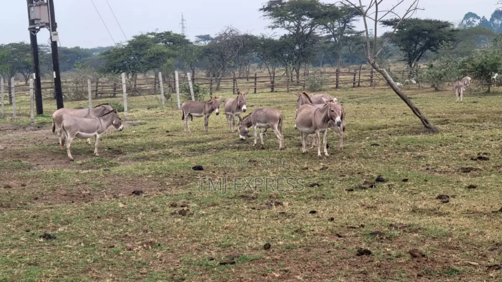 Male and Female Donkeys