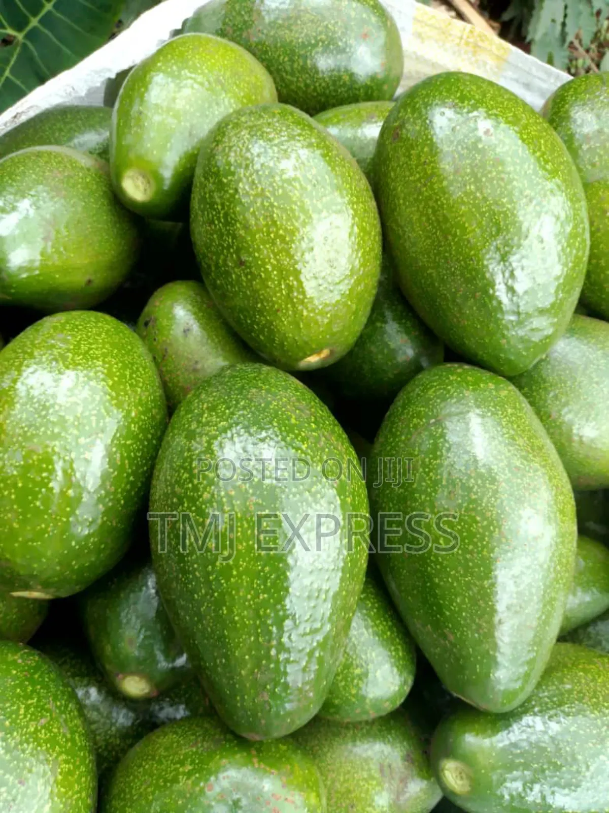 Ovacado Per Kilogram