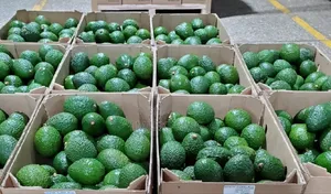 Ovacado Per Kilogram