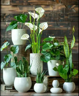 Beautiful Natural Flowers