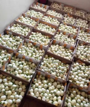 White Egg Plants Per Kilogram