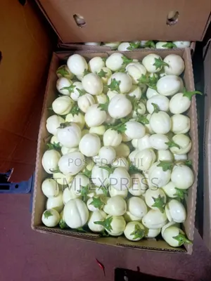 Photo - White Egg Plants Per Kilogram