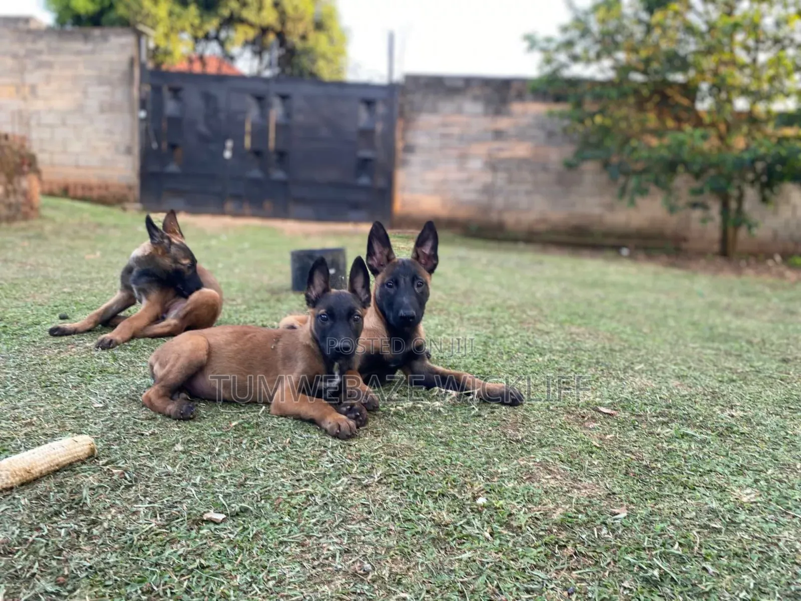 3-6 months Male Purebred Belgian Malinois