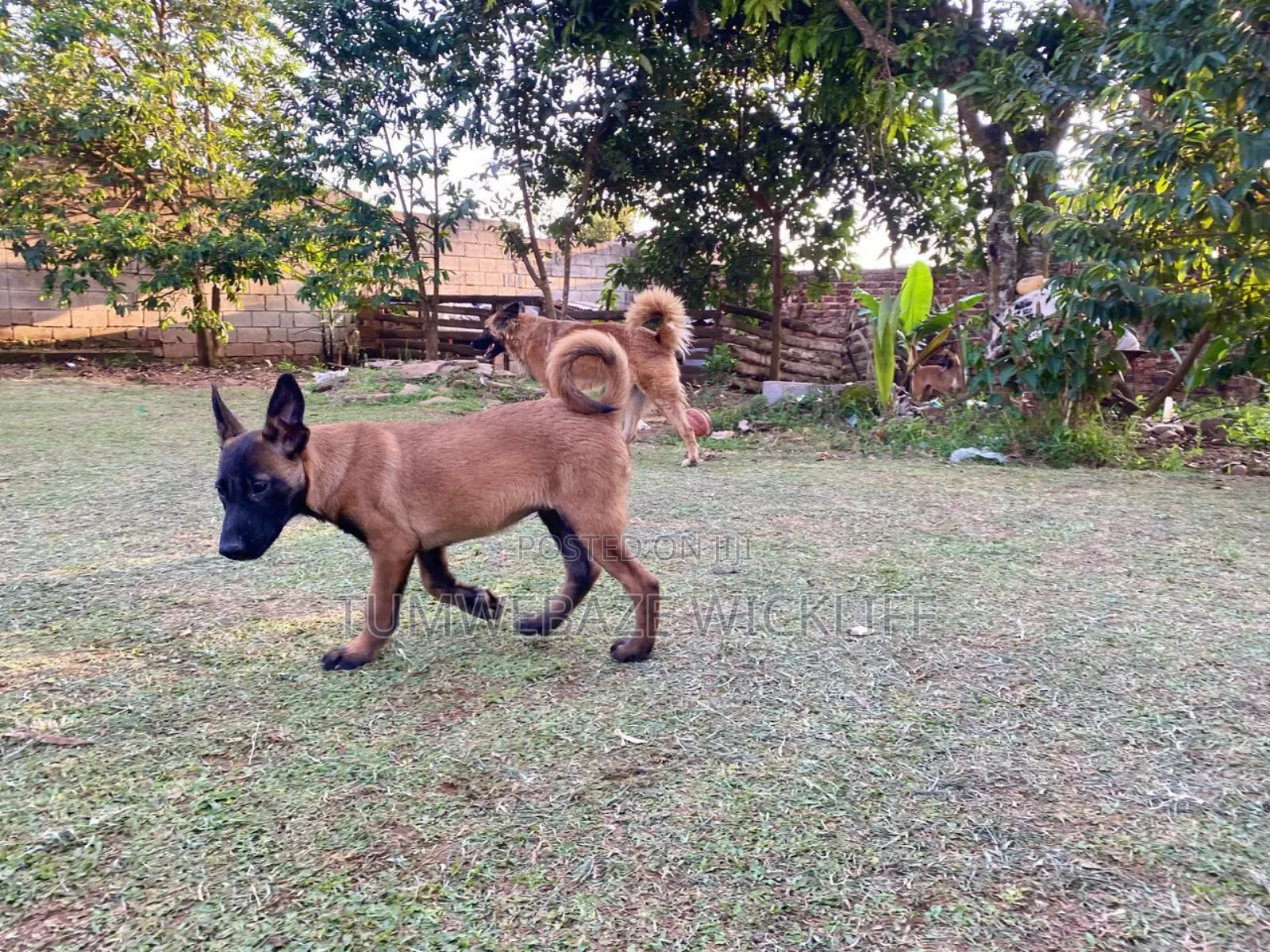 3-6 months Male Purebred Belgian Malinois