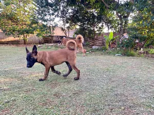 3-6 months Male Purebred Belgian Malinois