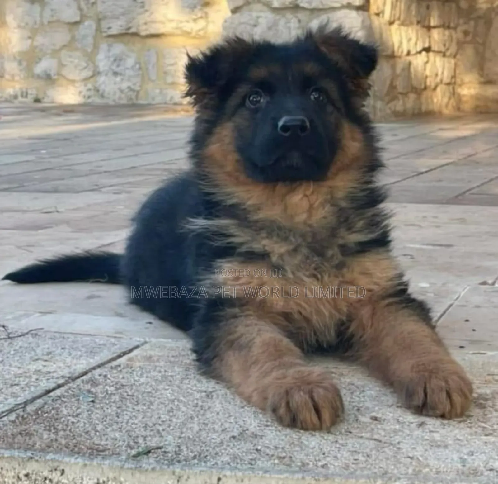 3-6 months Male Purebred German Shepherd