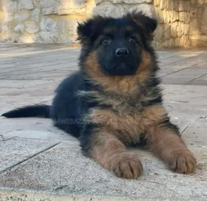3-6 months Male Purebred German Shepherd