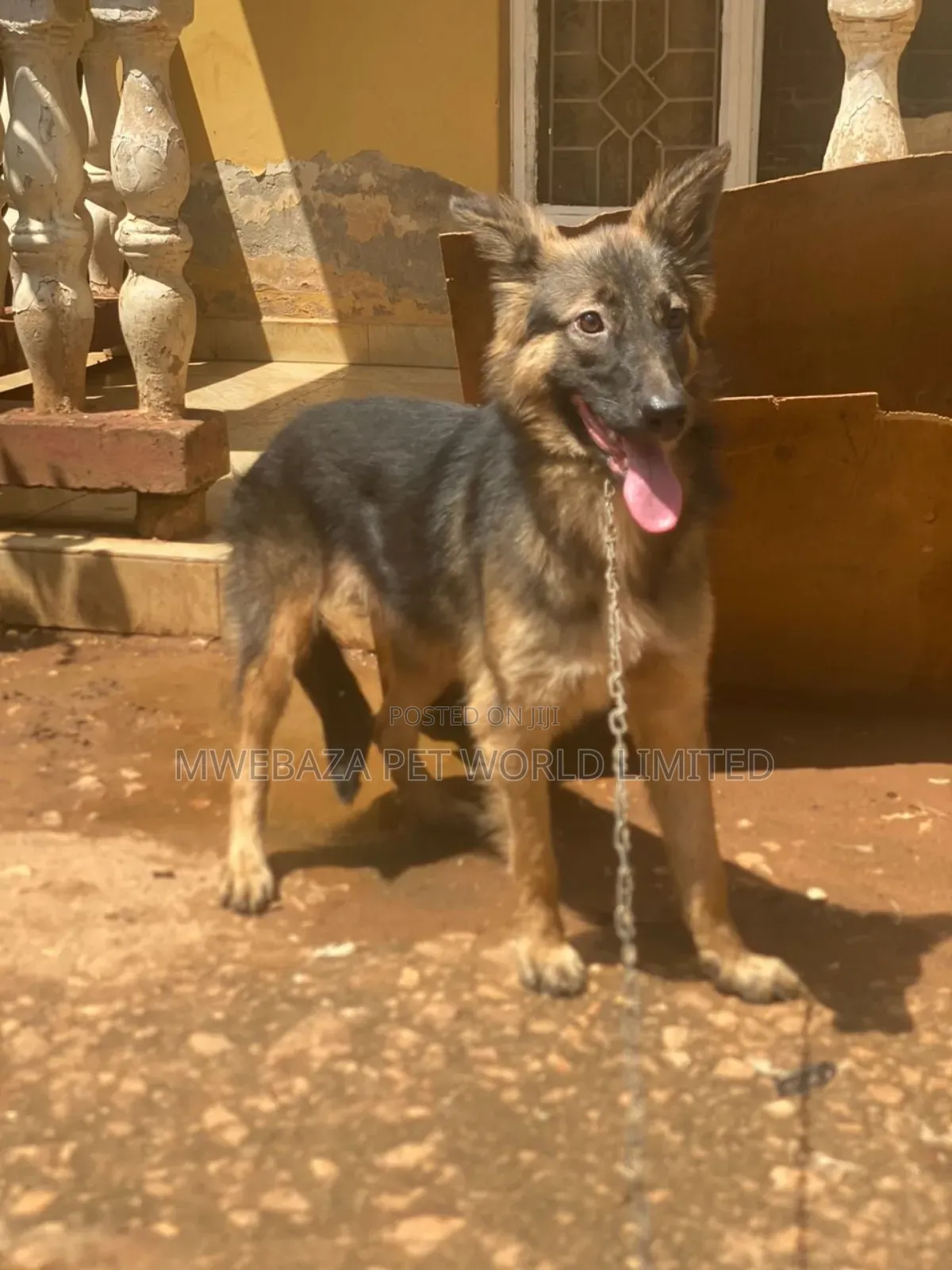 3-6 months Male Purebred German Shepherd