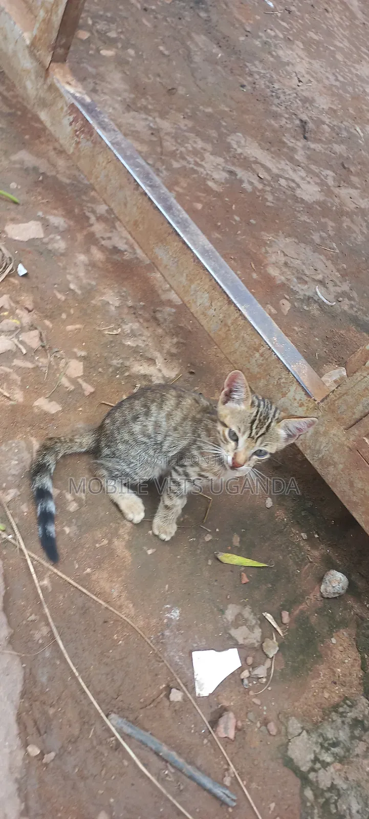 1-3 months Female Purebred Bengal