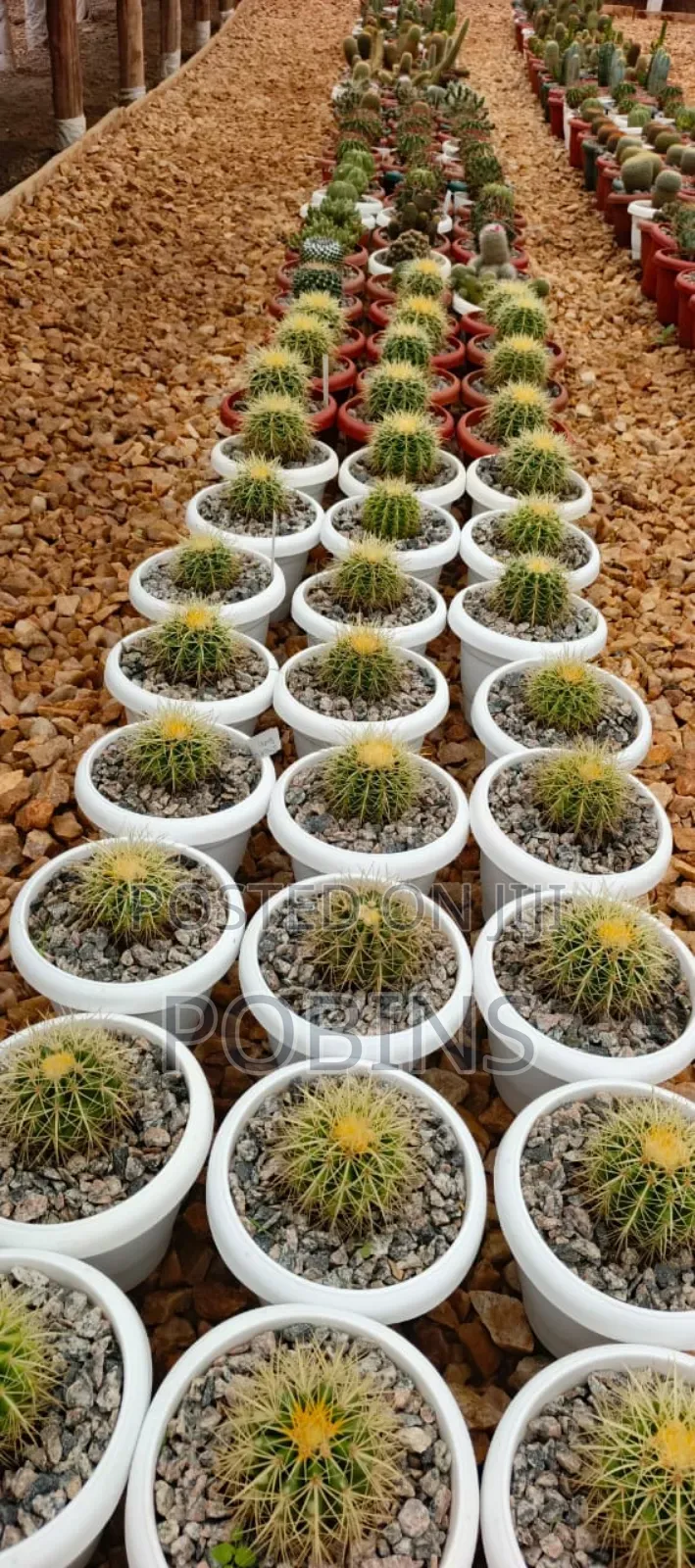 Cactuses and Other Outdoor Flowers