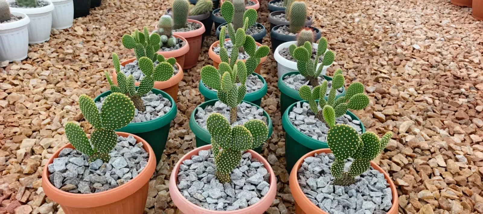 Cactuses and Other Outdoor Flowers