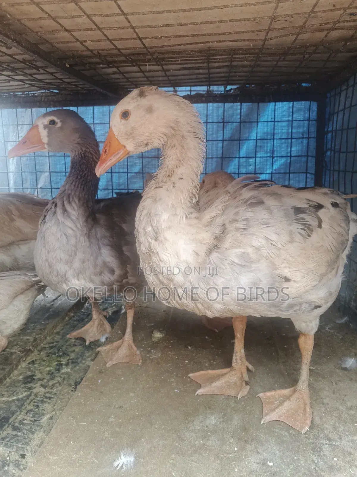 Birds for Sell