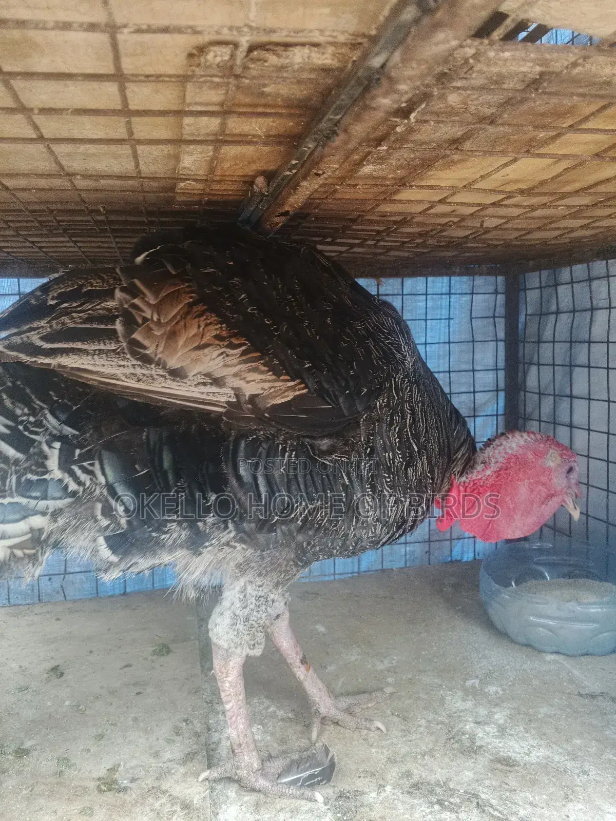 Mature Male Turkey For Sell