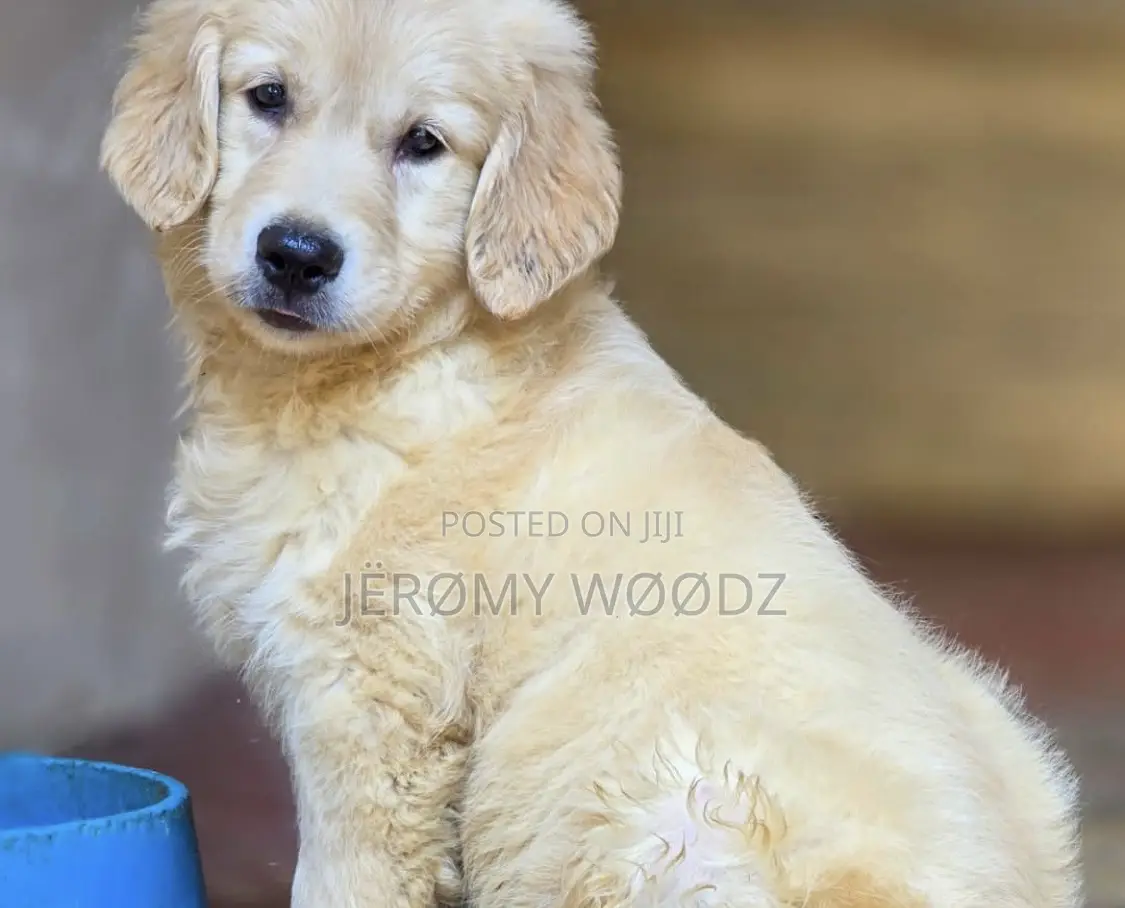 1-3 months Male Purebred Golden Retriever