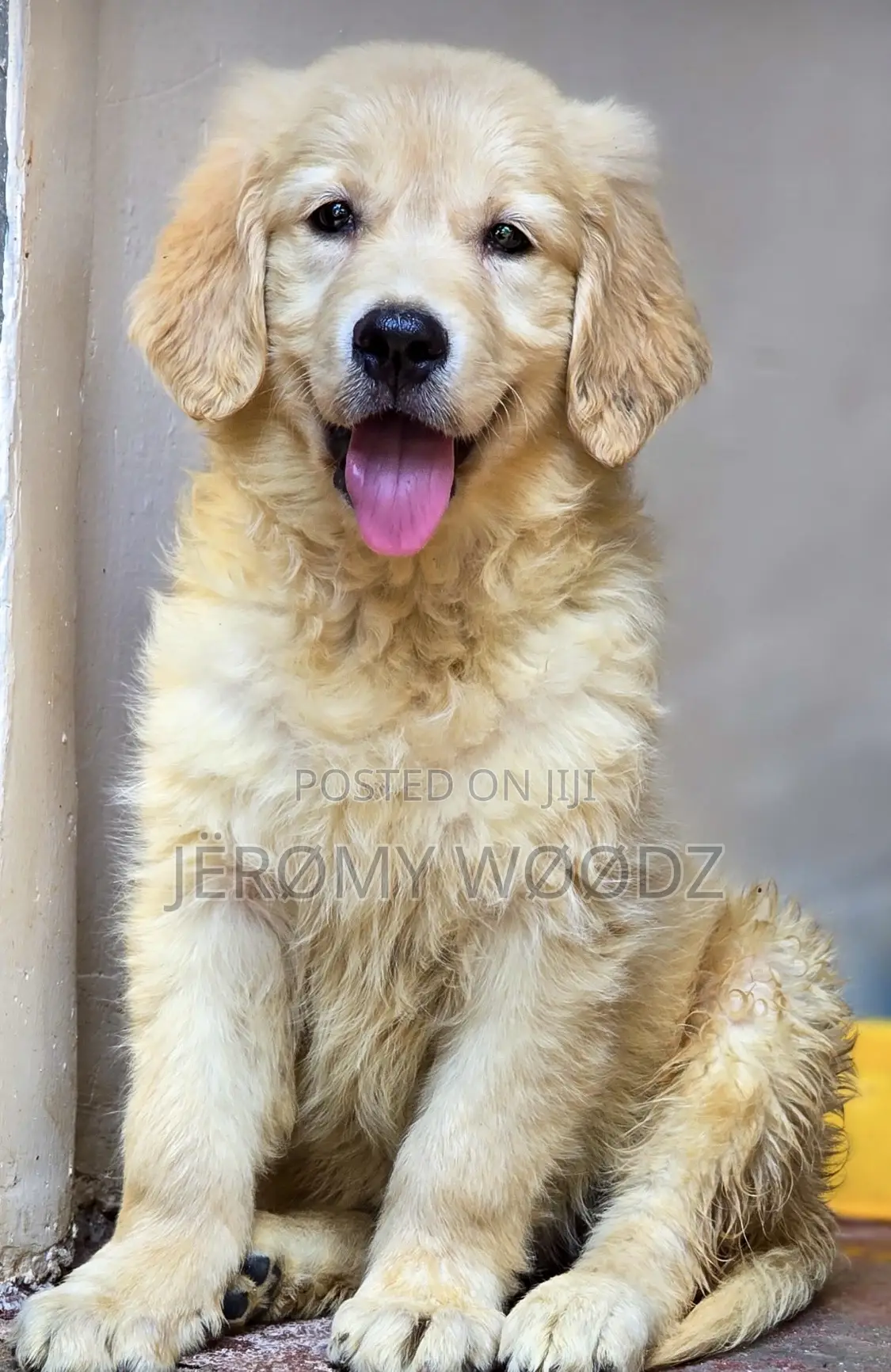 1-3 months Male Purebred Golden Retriever