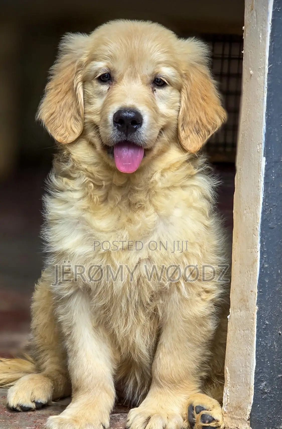 1-3 months Male Purebred Golden Retriever