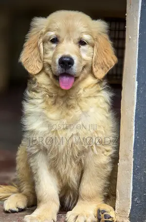1-3 months Male Purebred Golden Retriever