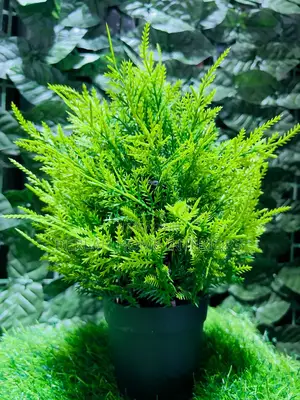 Artificial , Green Conifer Plants