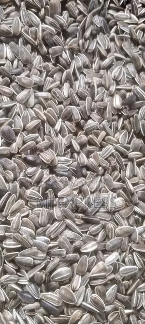 Sunflower Seeds Per Kilogram