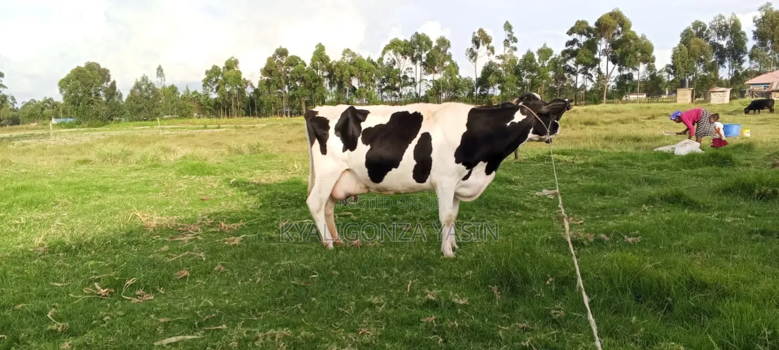 Super Pedigree Fresian