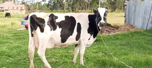Super Pedigree Fresian