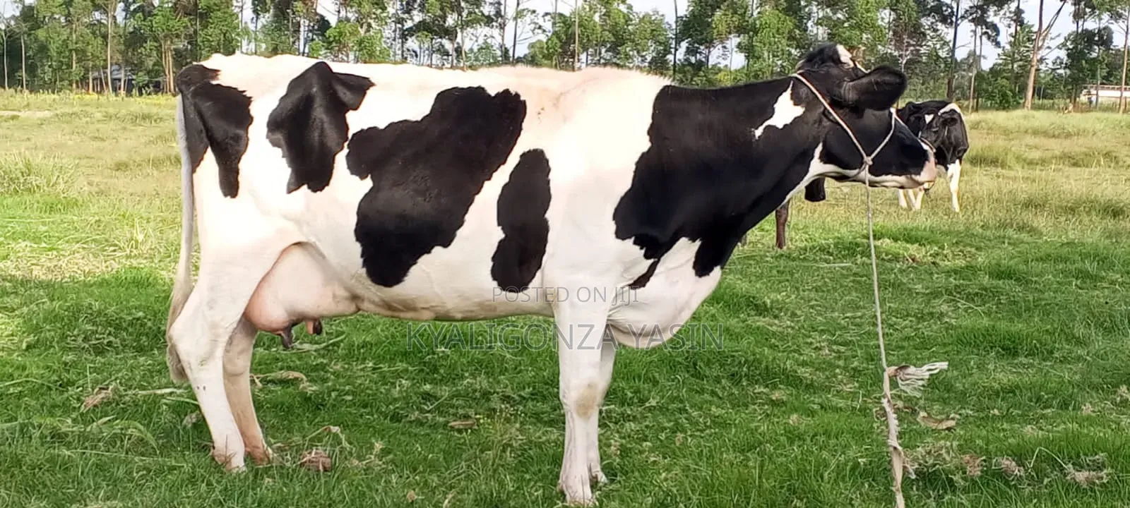 Super Pedigree Fresian