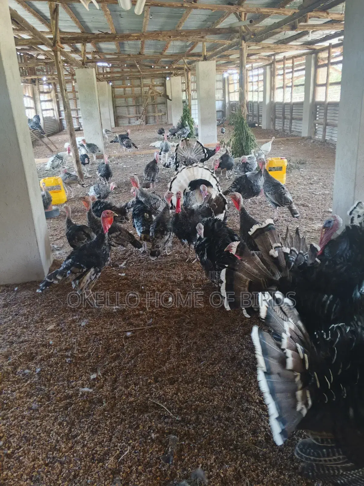 Turkeys for Sell