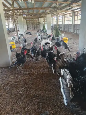 Turkeys for Sell