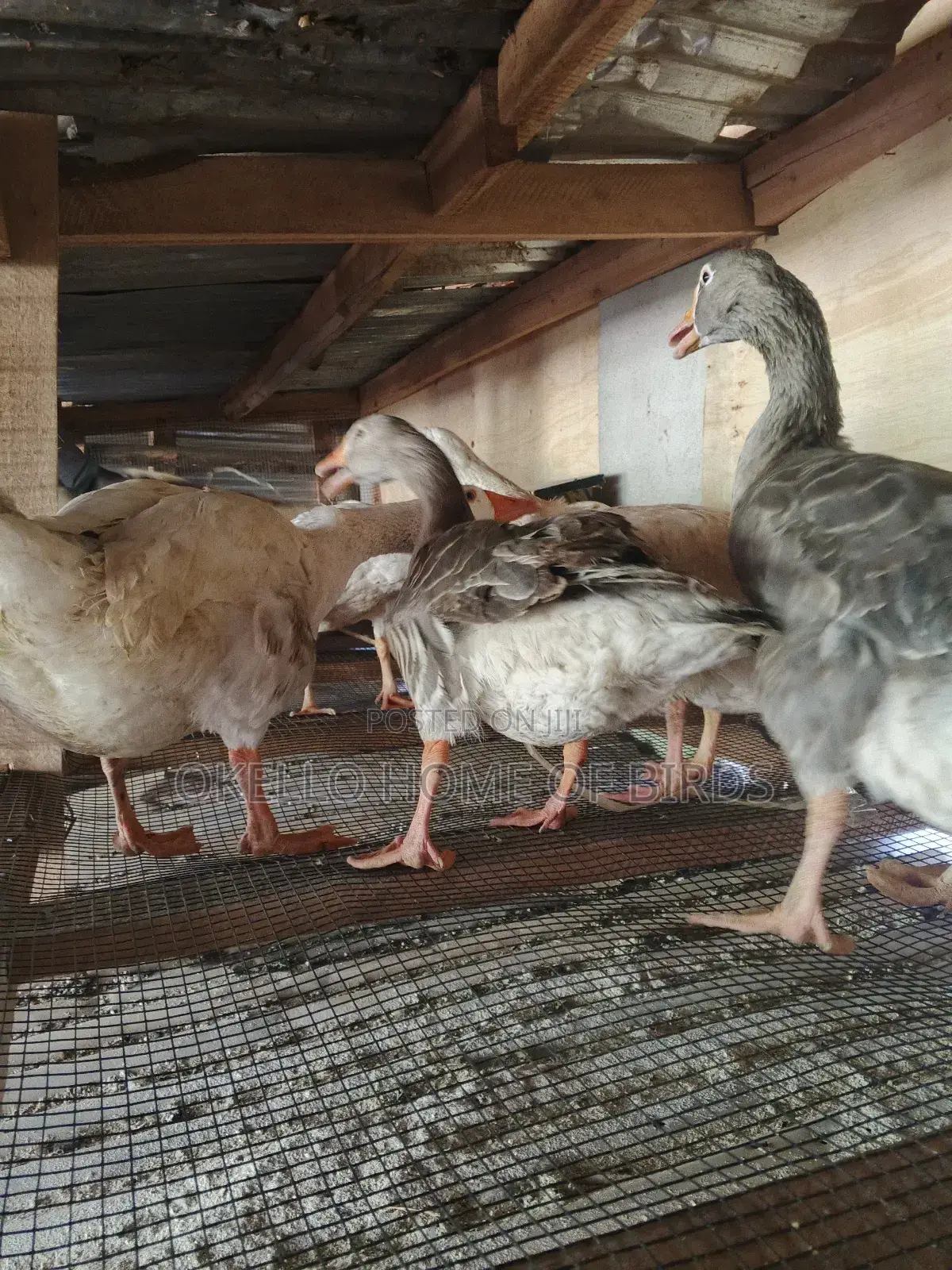 Geese for Sell