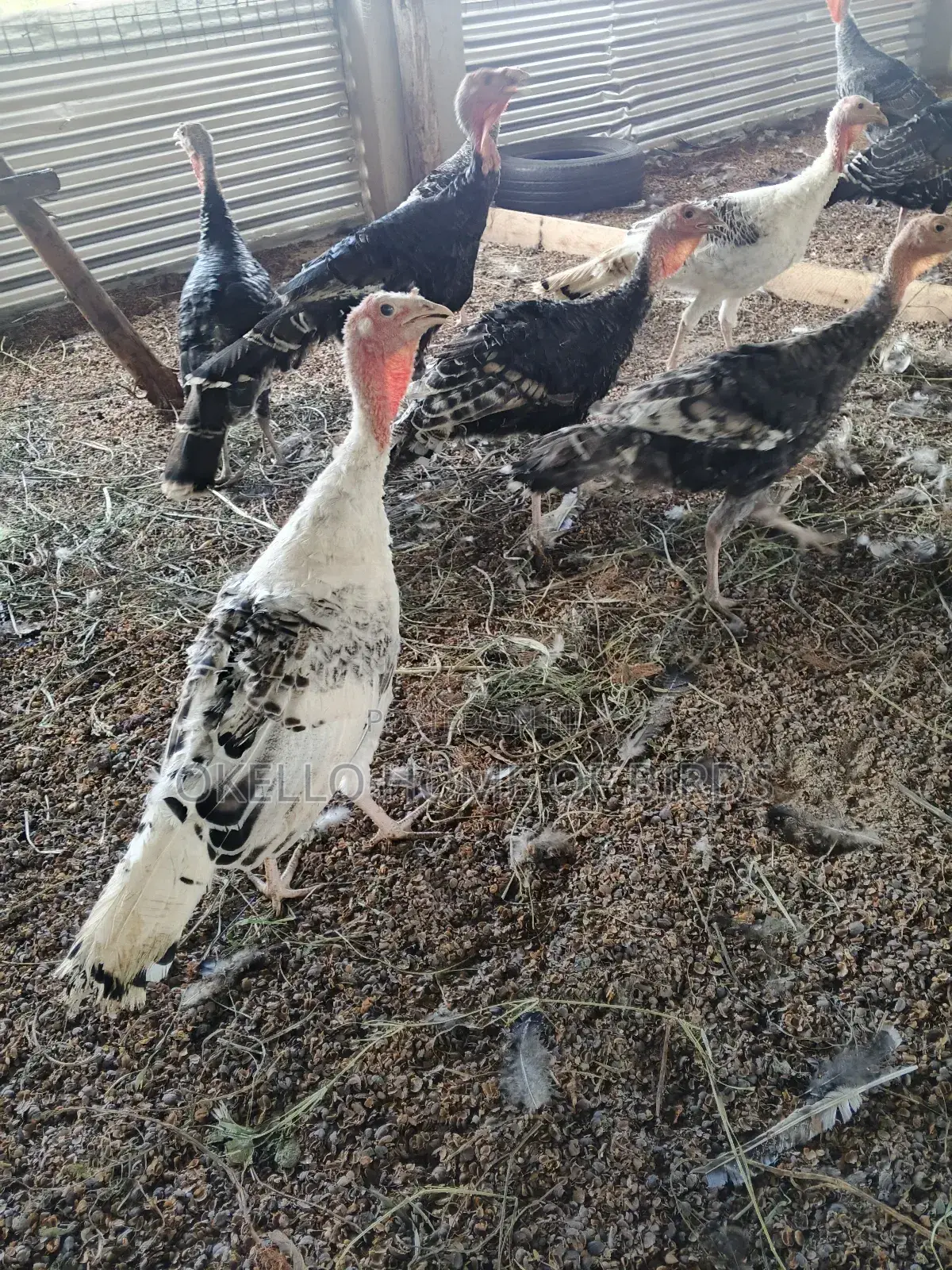 Turkeys for Sell