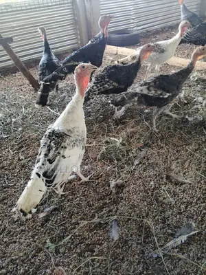 Turkeys for Sell