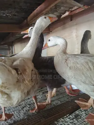 Geese for Sell