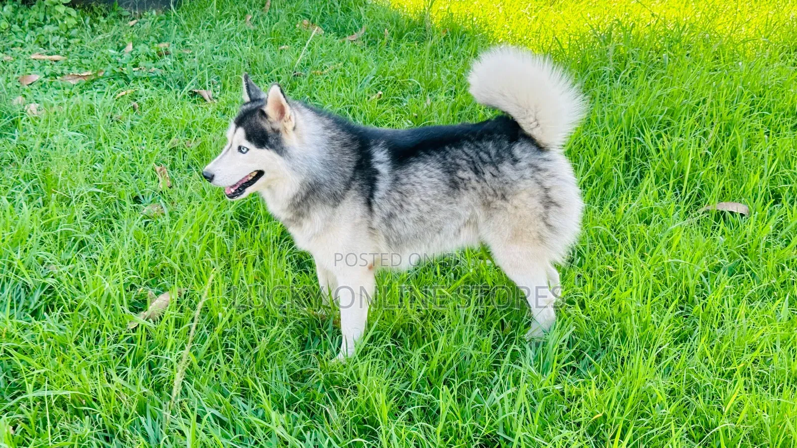 1+ year Male Purebred Siberian Husky