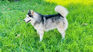 1+ year Male Purebred Siberian Husky